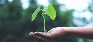 Taking a plant to say goodbye